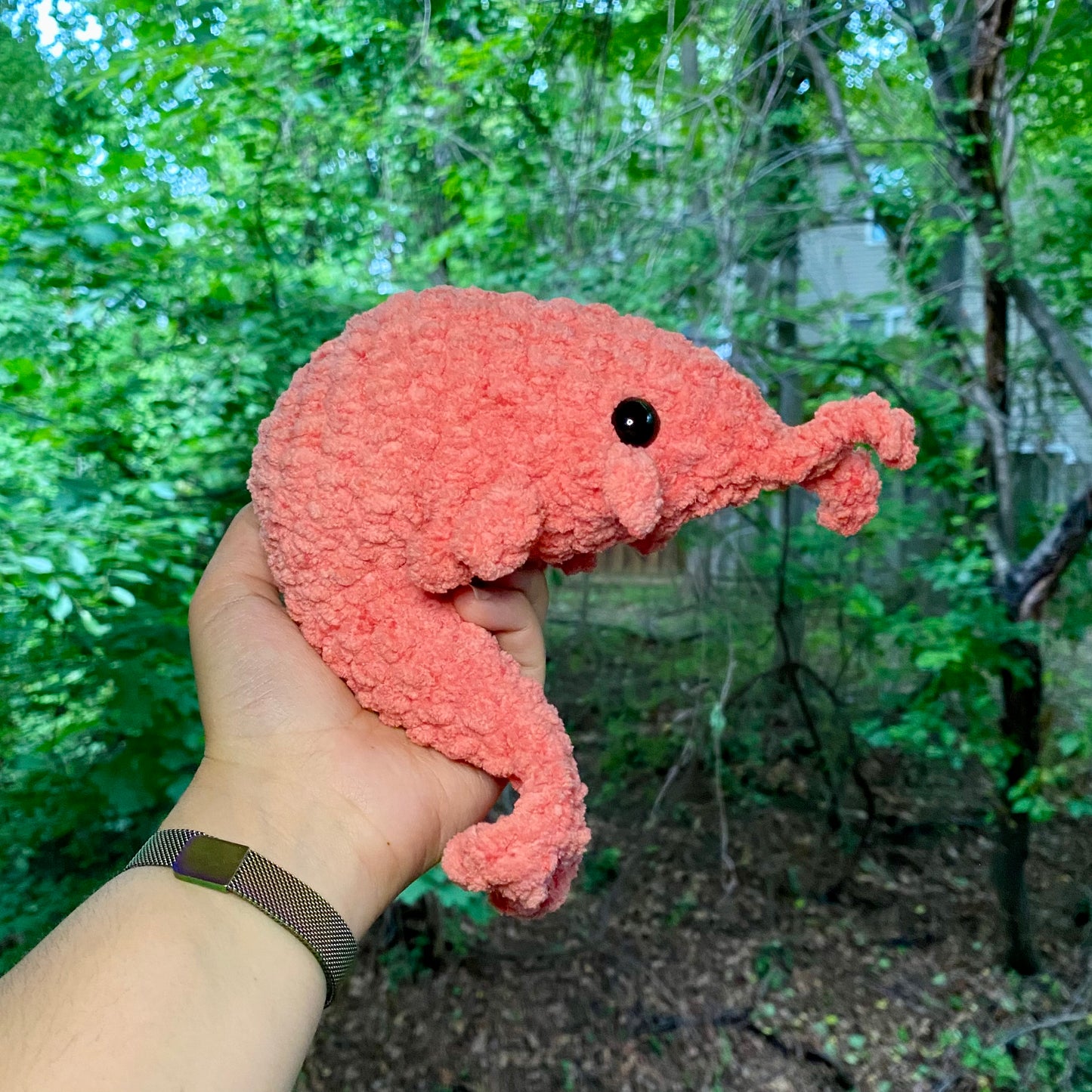 Shrimp - Artsy & Adorable