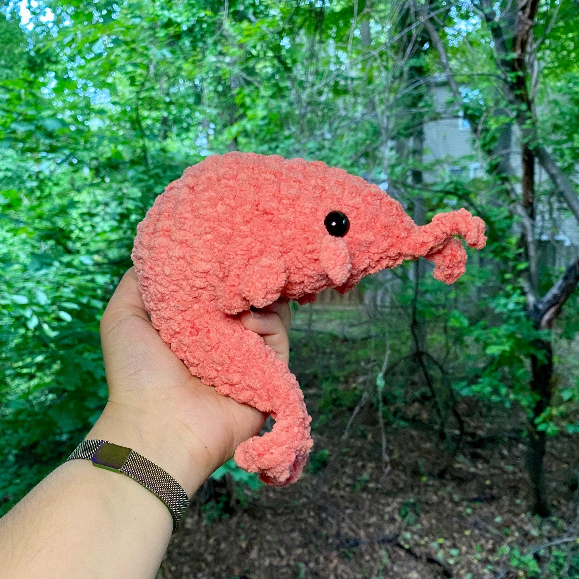 Shrimp - Artsy & Adorable